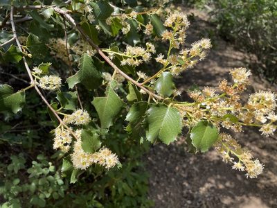 Prunus ilicifolia, photographed by Leah Gardner