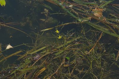 Heteranthera dubia, photographed by Michelle W. （鍾偉瑋）