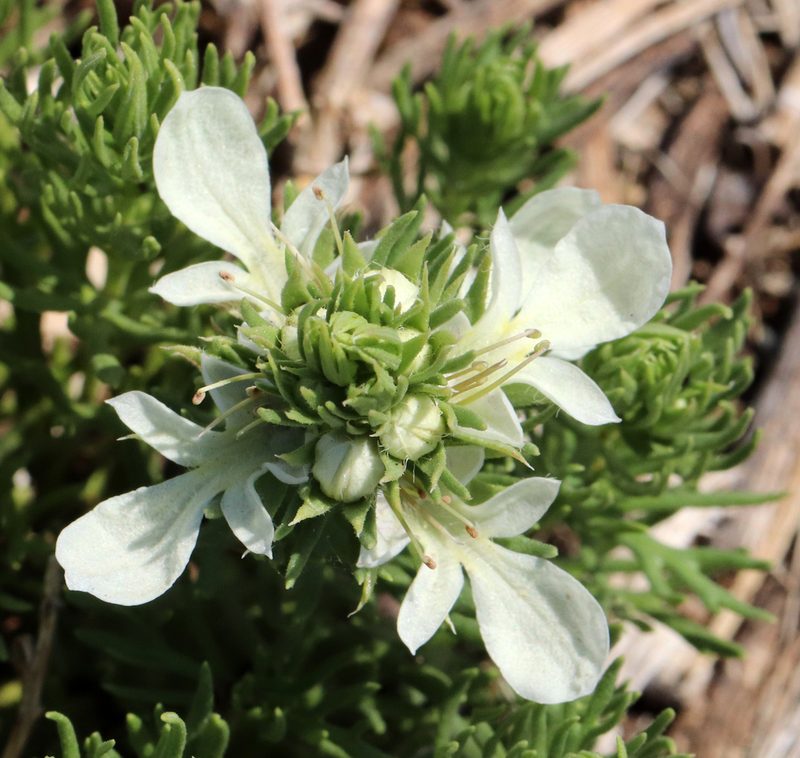 Teucrium laciniatum, photographed by Catherine C. Galley