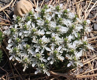 Teucrium laciniatum, photographed by Catherine C. Galley