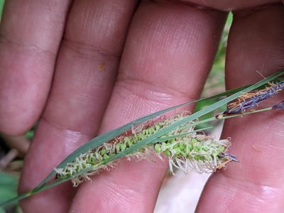 Carex flacca, photographed by Piermario Maculan