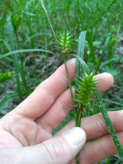 Carex gigantea, photographed by Scott Ward