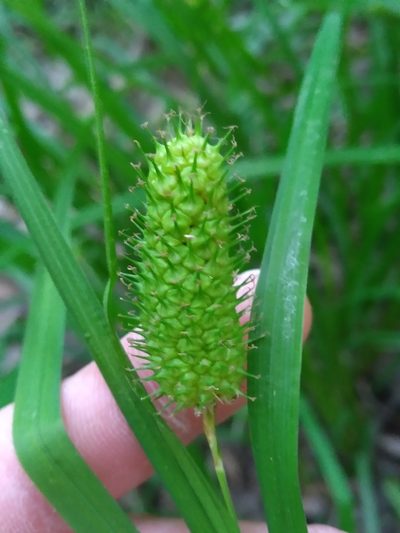 Carex typhina, photographed by Scott Ward