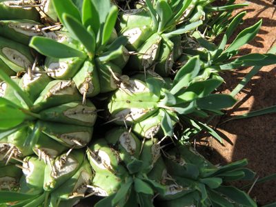 Euphorbia pulvinata, photographed by Peter Warren