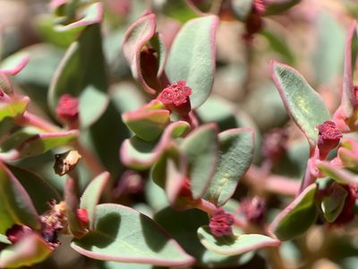 Euphorbia fendleri, photographed by mark-groeneveld