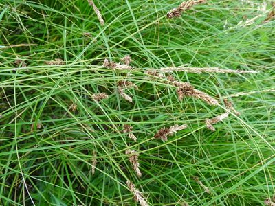Carex disticha, photographed by Grzegorz Grzejszczak