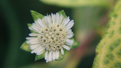 Eclipta prostrata, photographed by Navapol Komanasin