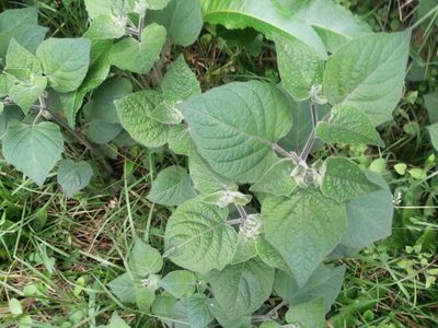 Physalis peruviana, photographed by GERMAN LEONEL SARMIENTO CRUZ