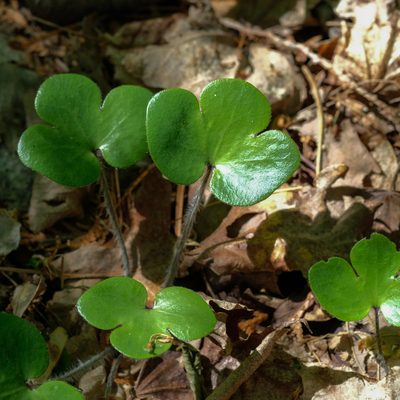 Hepatica americana, photographed by M. Squire