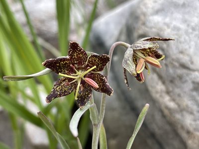 Fritillaria atropurpurea, photographed by Dee Shea Himes