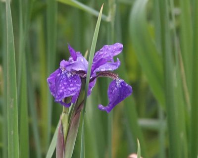 Iris sanguinea, photographed by Stephanie Dolrenry