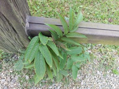 Sambucus javanica, photographed by 胡正恆(Jackson Hu)