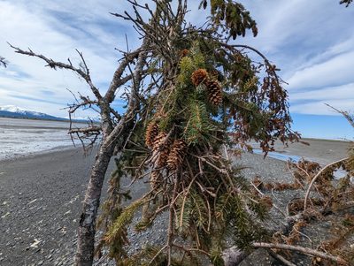 Picea sitchensis, photographed by Matt Muir