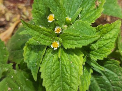 Galinsoga quadriradiata, photographed by Tyler Bishop