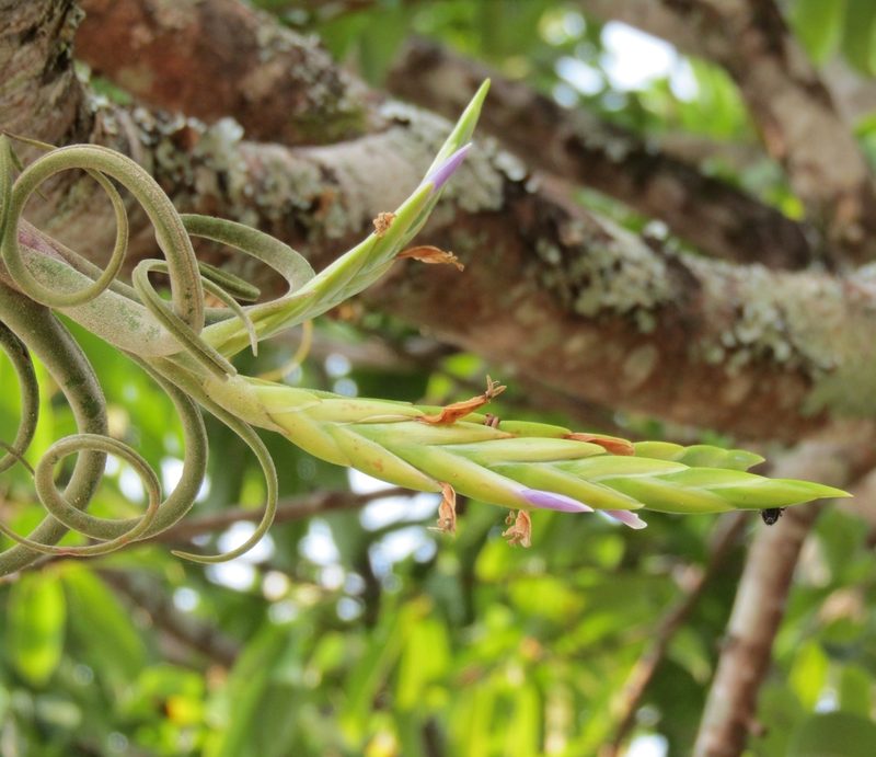Tillandsia caput-medusae, photographed by Sobeida Morales