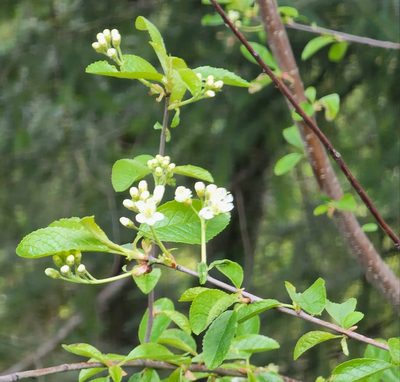 Prunus emarginata, photographed by Lyrae