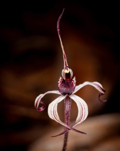 Caladenia drummondii, photographed by Cal Wood