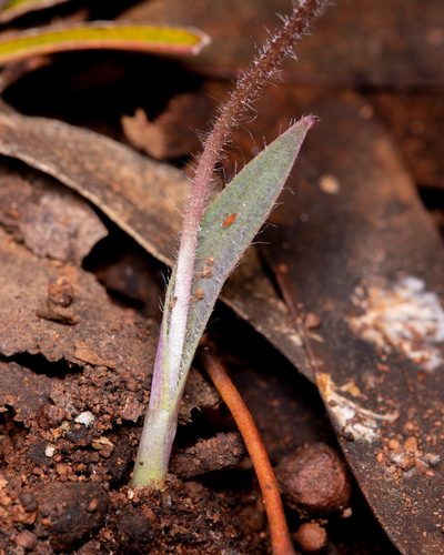 Caladenia drummondii, photographed by Cal Wood
