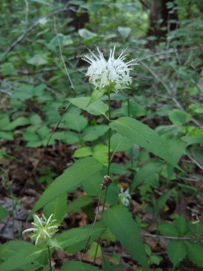 Monarda austroappalachiana, photographed by Curtis Burke
