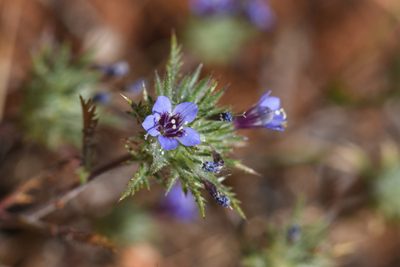 Navarretia pubescens, photographed by Trevor Van Loon