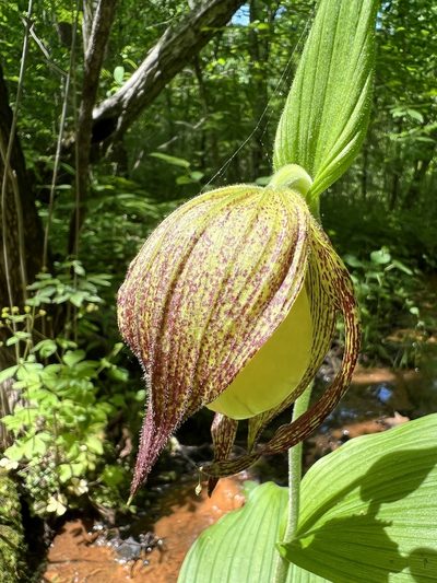 Cypripedium kentuckiense, photographed by Anne Parker