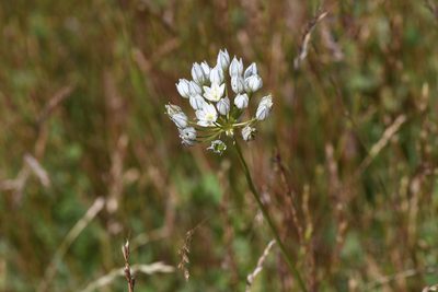 Triteleia hyacinthina, photographed by Trevor Van Loon