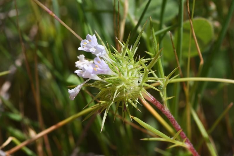 Navarretia paradoxiclara, photographed by Trevor Van Loon
