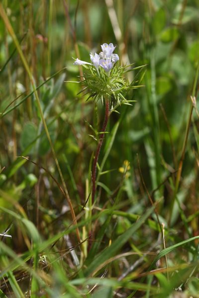 Navarretia paradoxiclara, photographed by Trevor Van Loon