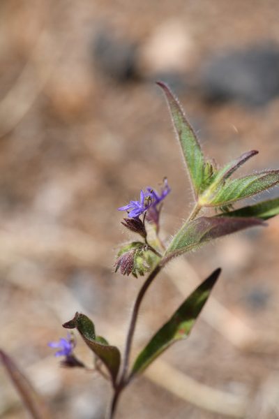 Trichostema rubisepalum, photographed by Trevor Van Loon