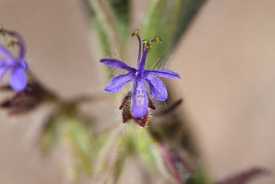 Trichostema rubisepalum, photographed by Trevor Van Loon