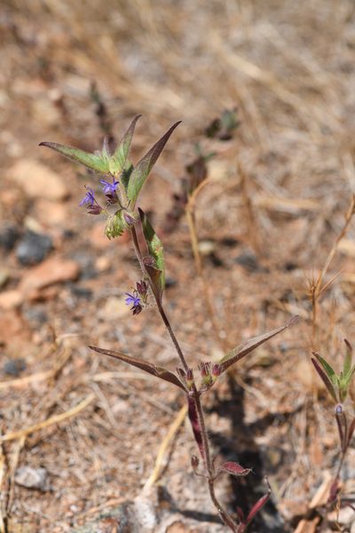 Trichostema rubisepalum, photographed by Trevor Van Loon