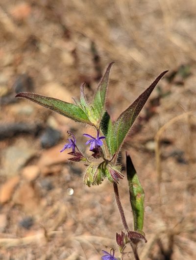 Trichostema rubisepalum, photographed by Trevor Van Loon