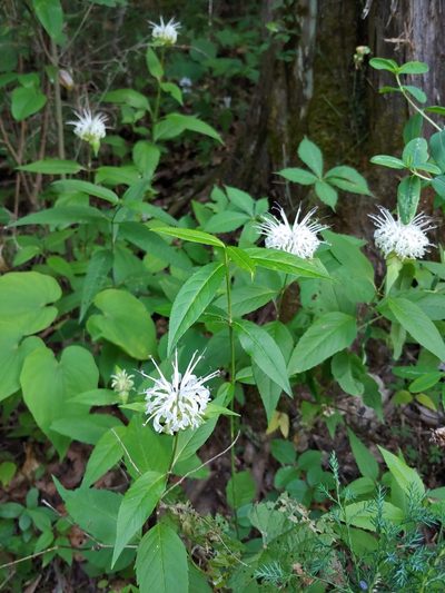 Monarda austroappalachiana, photographed by Curtis Burke