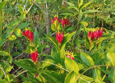 Spigelia marilandica, photographed by Curtis Burke