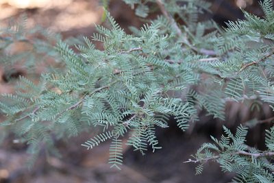 Neltuma odorata, photographed by Wendy St. John