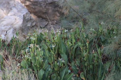 Anemopsis californica, photographed by Wendy St. John