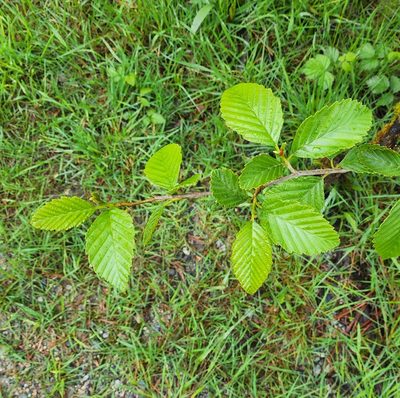 Alnus rubra, photographed by Lyrae