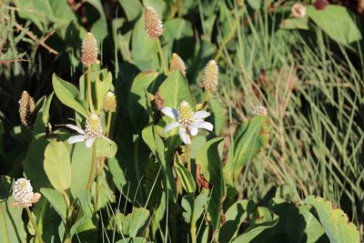 Anemopsis californica, photographed by Wendy St. John