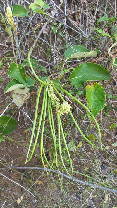 Mandevilla pentlandiana, photographed by JG