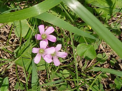 Oxalis debilis, photographed by WATANABE Hitoshi 渡辺仁