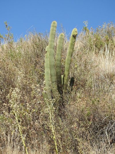 Soehrensia volliana, photographed by Naturalist Tours