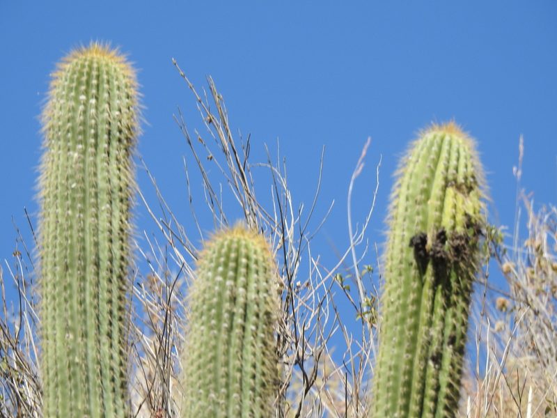 Soehrensia volliana, photographed by Naturalist Tours