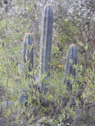 Trichocereus clavatus, photographed by Naturalist Tours