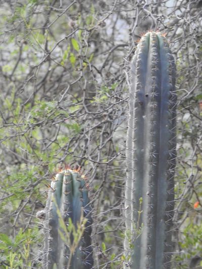 Trichocereus clavatus, photographed by Naturalist Tours