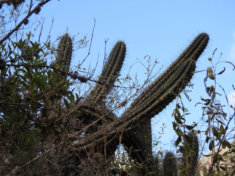 Trichocereus clavatus, photographed by Naturalist Tours