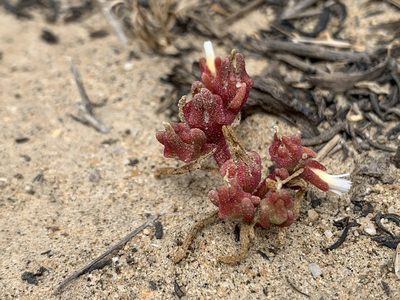 Mesembryanthemum nodiflorum, photographed by Kenzie Anderson-Bell