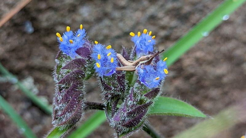 Cyanotis tuberosa, photographed by Harsha Jayaramaiah