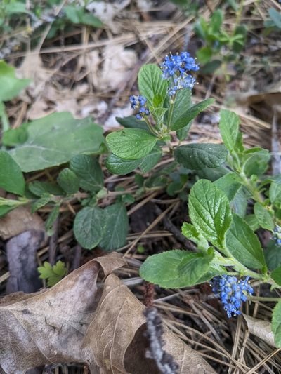 Ceanothus diversifolius, photographed by Trevor Van Loon