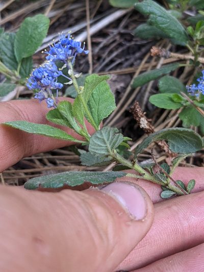 Ceanothus diversifolius, photographed by Trevor Van Loon