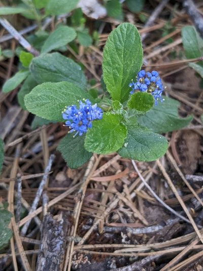 Ceanothus diversifolius, photographed by Trevor Van Loon